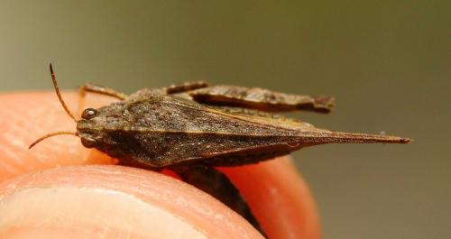 Réf. 232 232 : Tetrix subulata